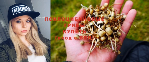 PSILOCYBIN Аркадак